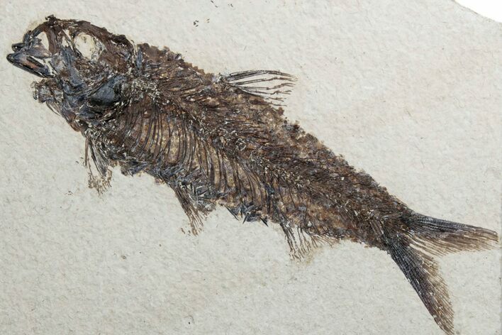 Detailed Fossil Fish (Knightia) - Wyoming #382771